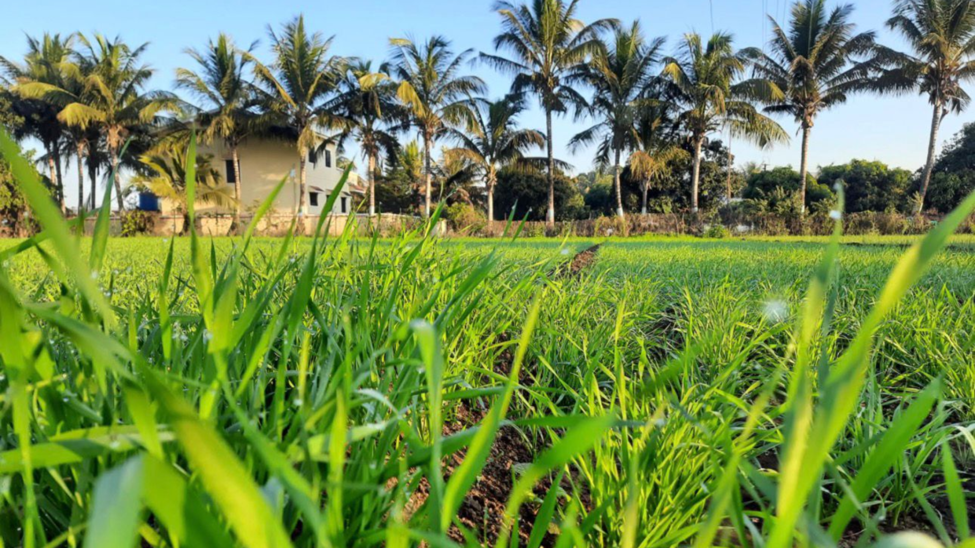 Dhruvtara-farm-junnar 10 (1)